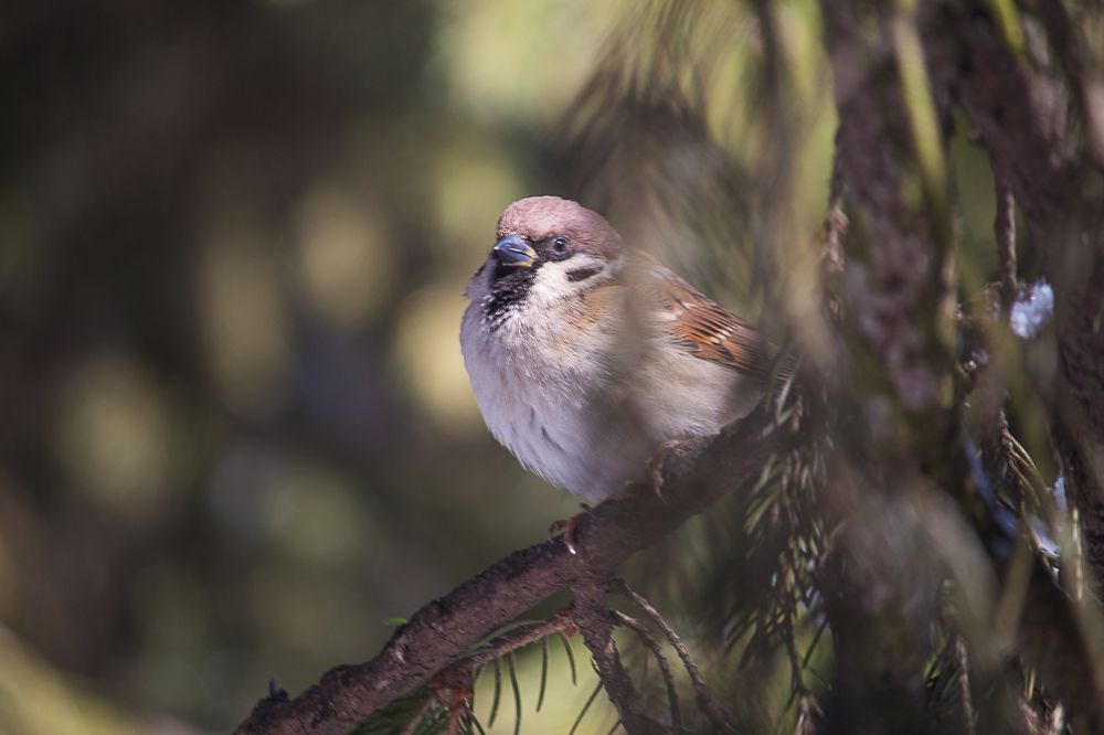 Photograph by Елена Шахова