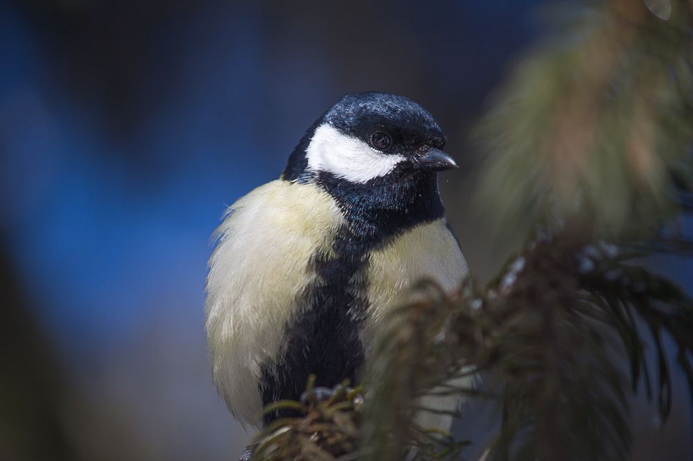 Photograph by Елена Шахова