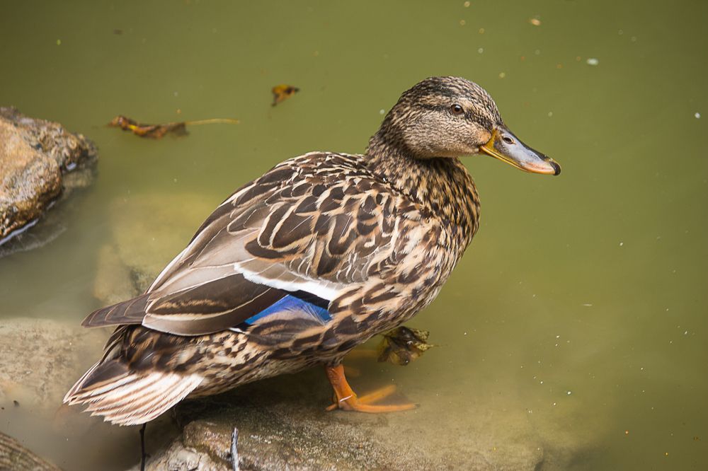 Photograph by Елена Шахова