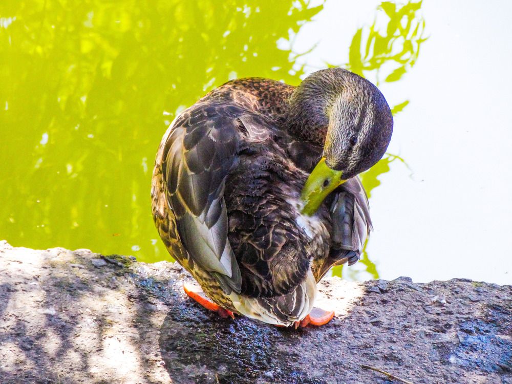 Photograph by Ирина Половцева