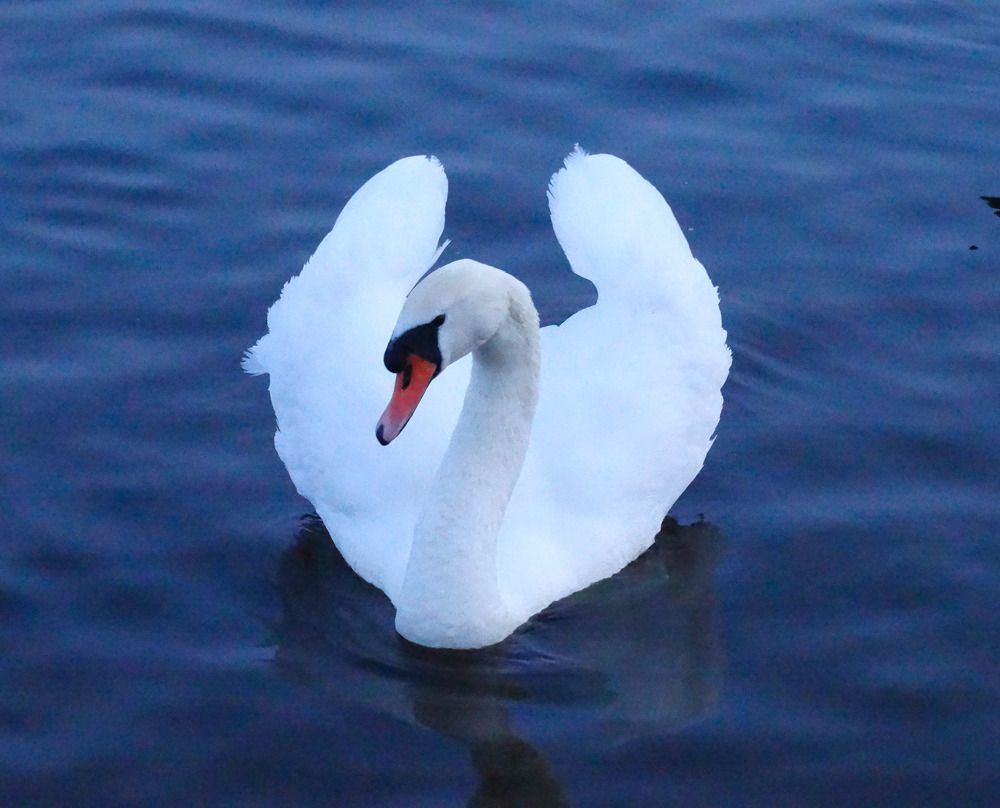 Photograph by Ирина Половцева