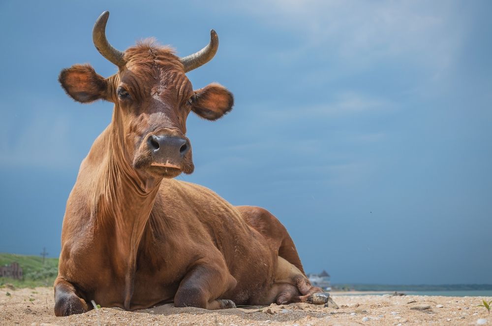 Photograph by Анатолий Щербак