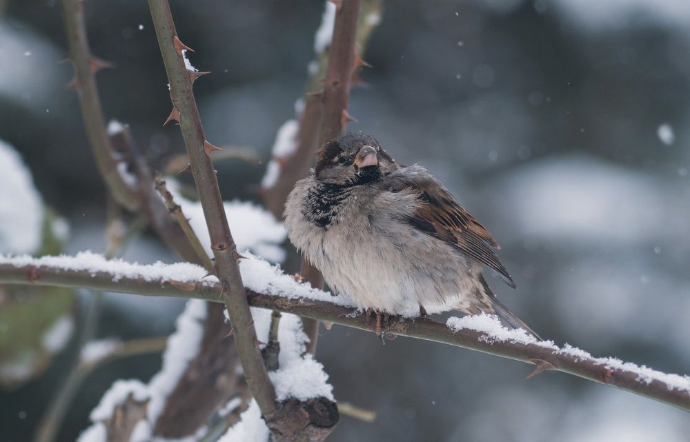 Photograph by Анатолий Щербак