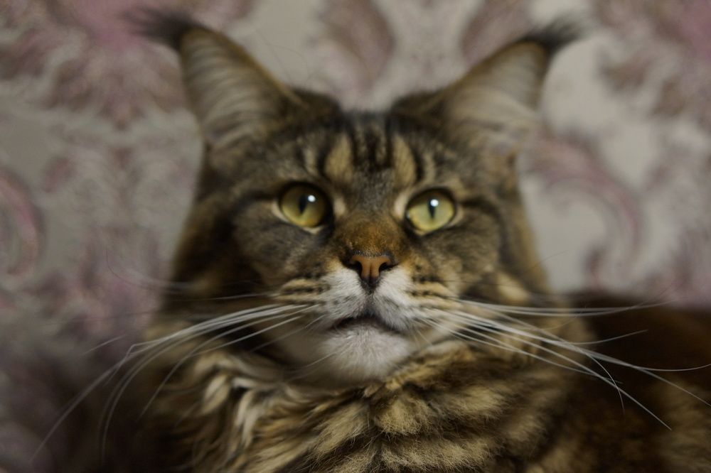 Photograph by Эльза Чанба