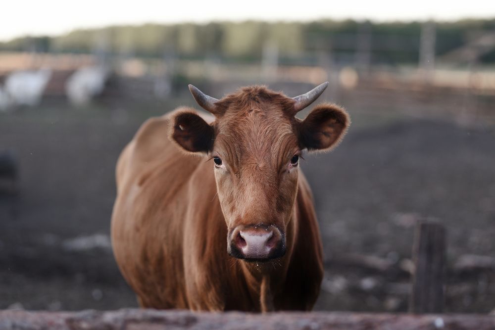 Фотография автора Ольга Келлер