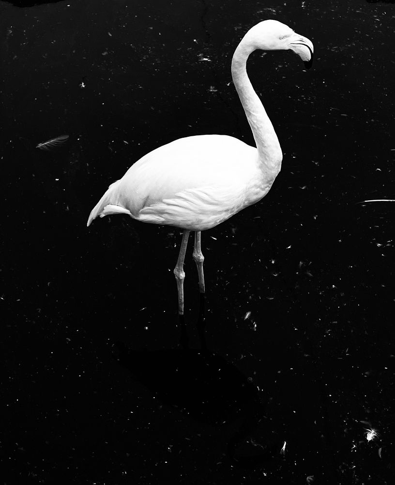 Greater flamingo
