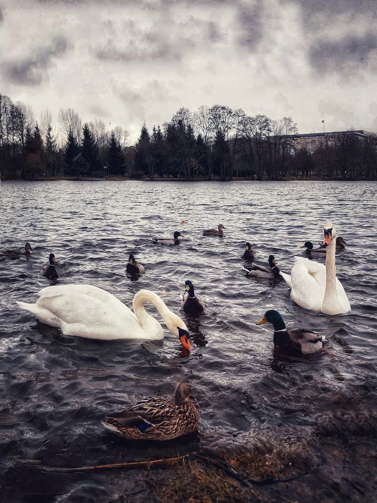 Photograph by Александра Кропивка