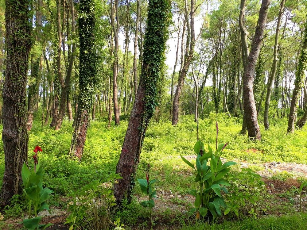 Лес в Шекветили