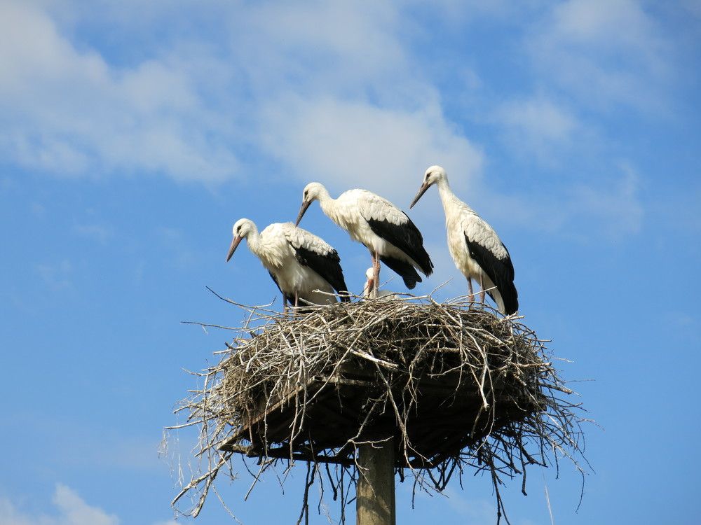 Photograph by ЭЛЬМИРА  ИСМАИЛОВА