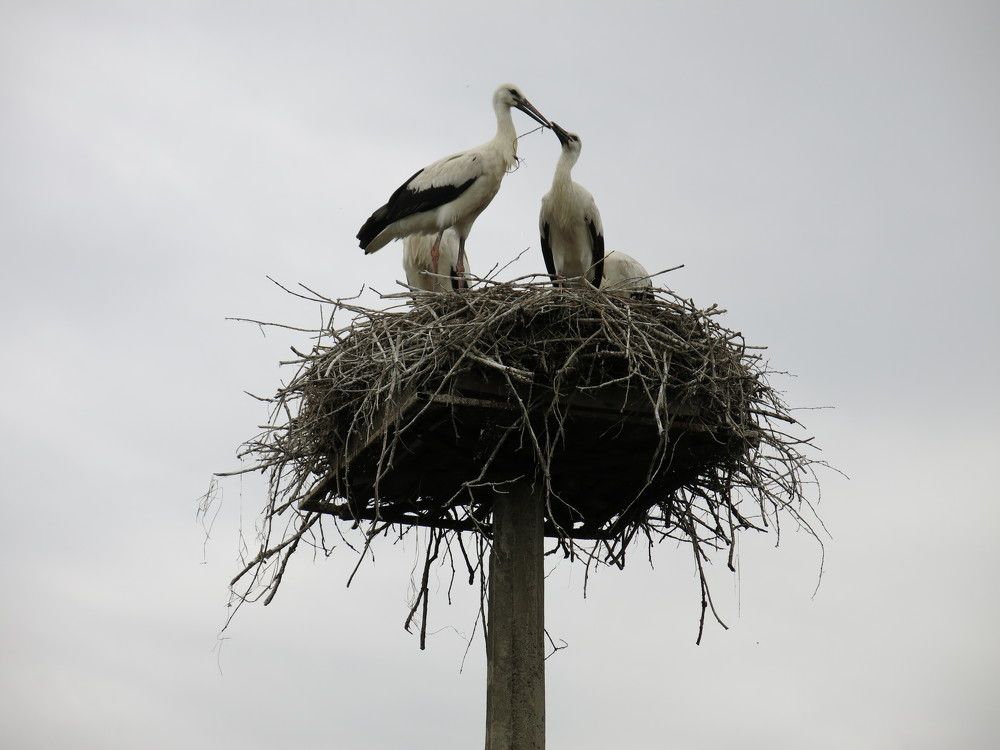 Photograph by ЭЛЬМИРА  ИСМАИЛОВА