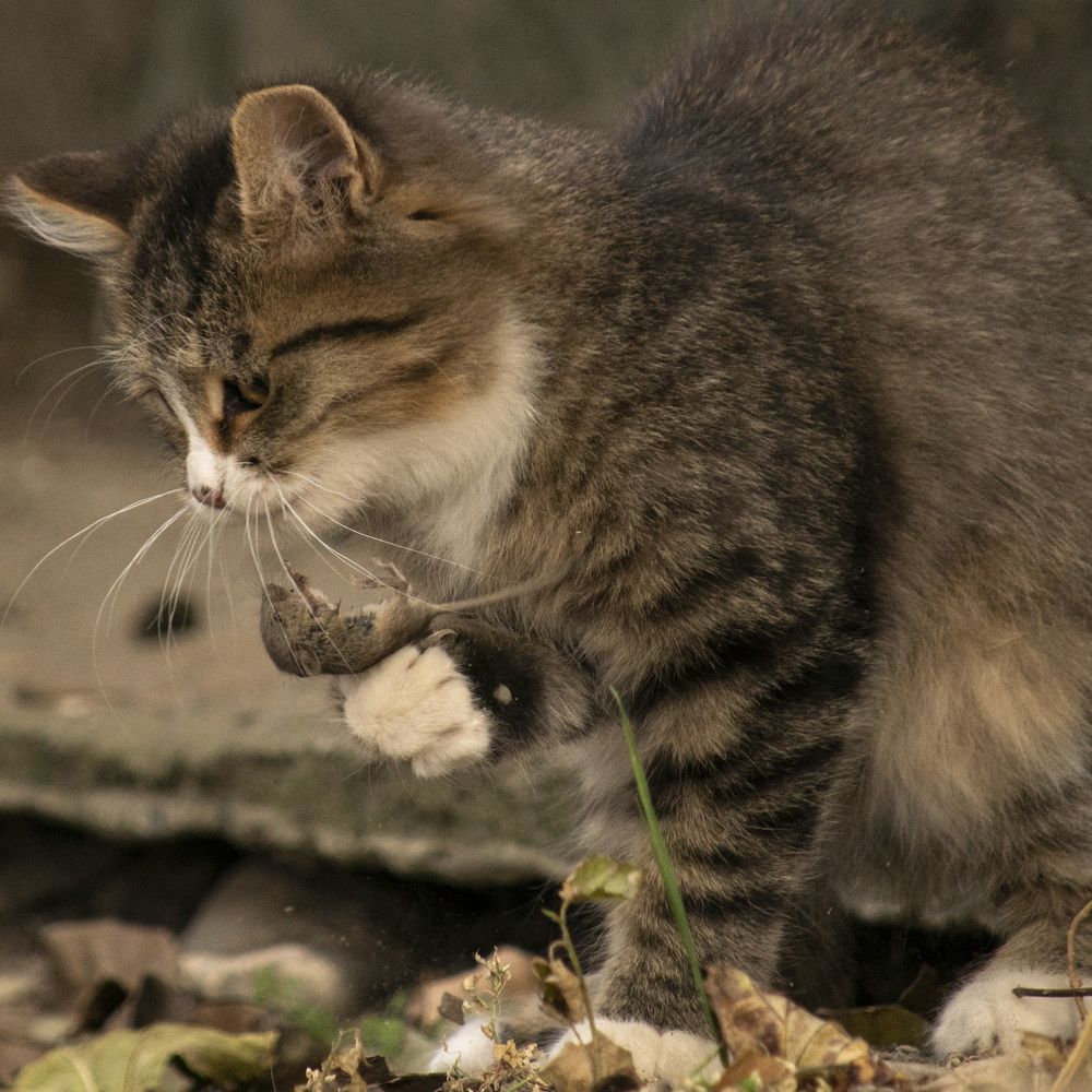 Photograph by Рамзан Давлетмирзаев