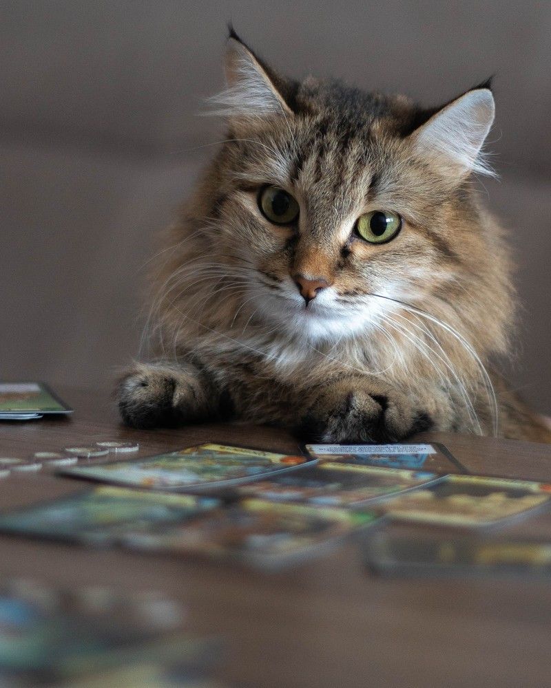 Фотография автора Alexander Komarov