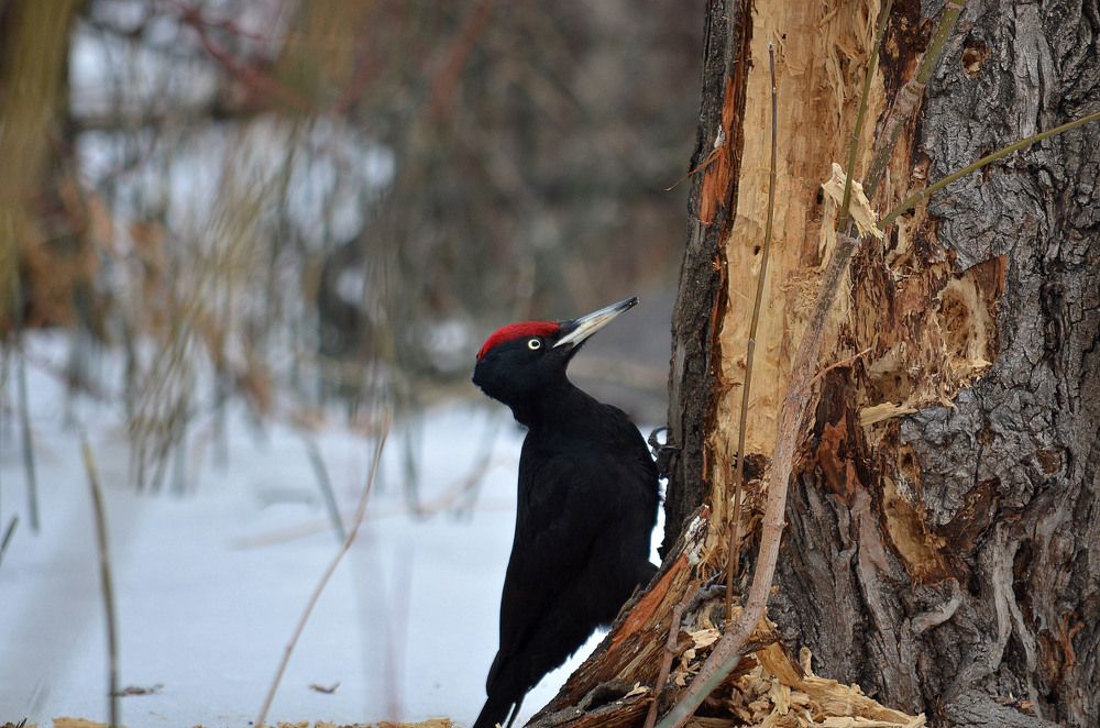Photograph by Вадим Басов