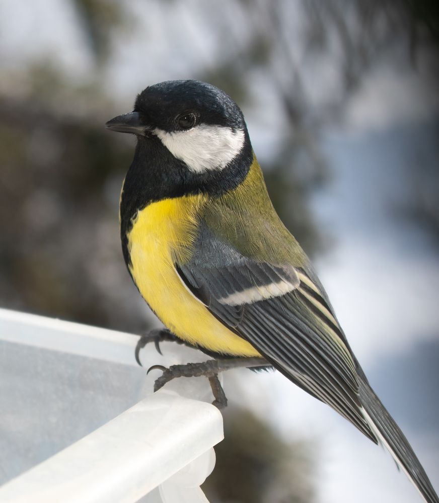 Photograph by Elena Lopatina