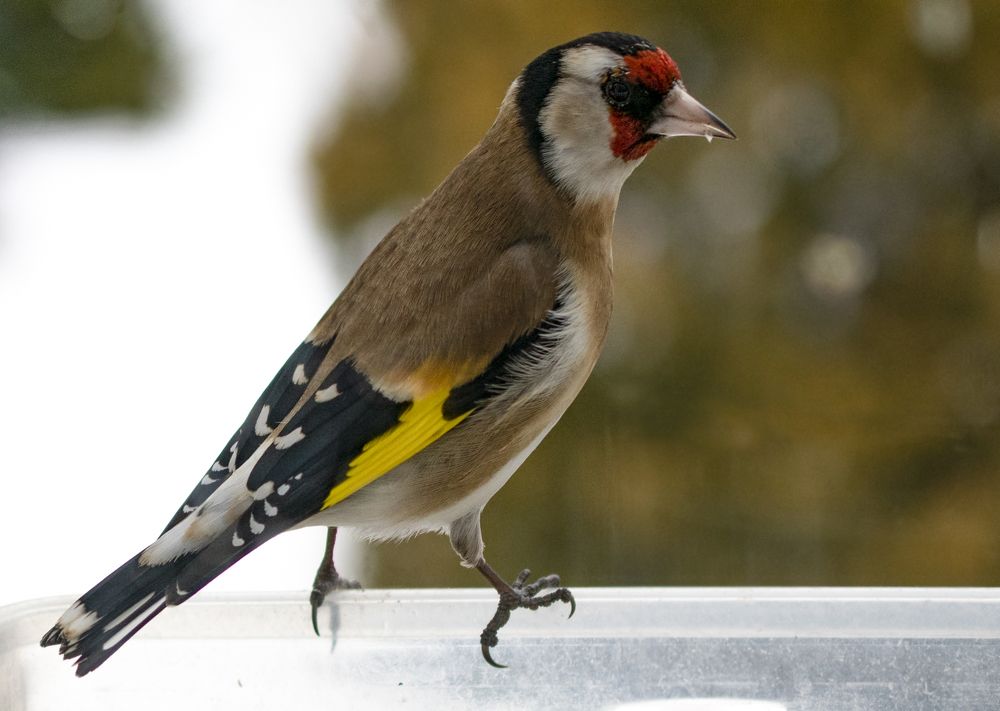 Photograph by Elena Lopatina