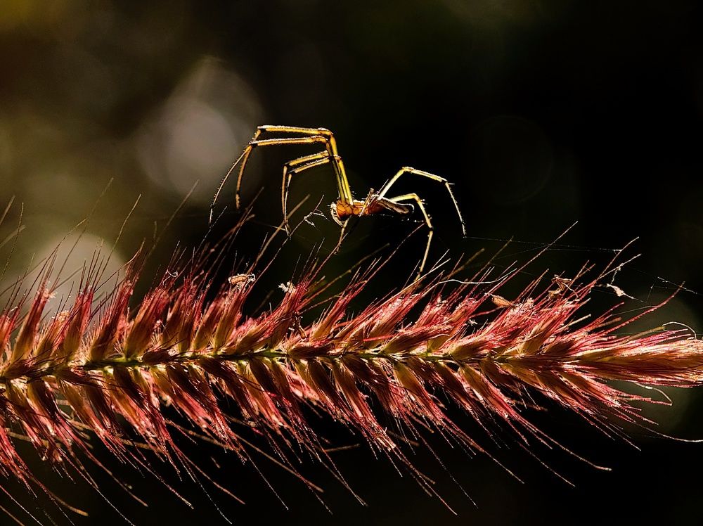 Фотография автора Ramprasad Das