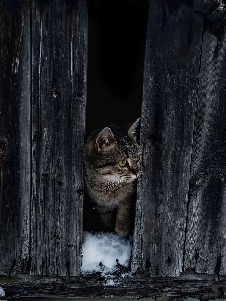 Фотография автора Наталья Алексеева