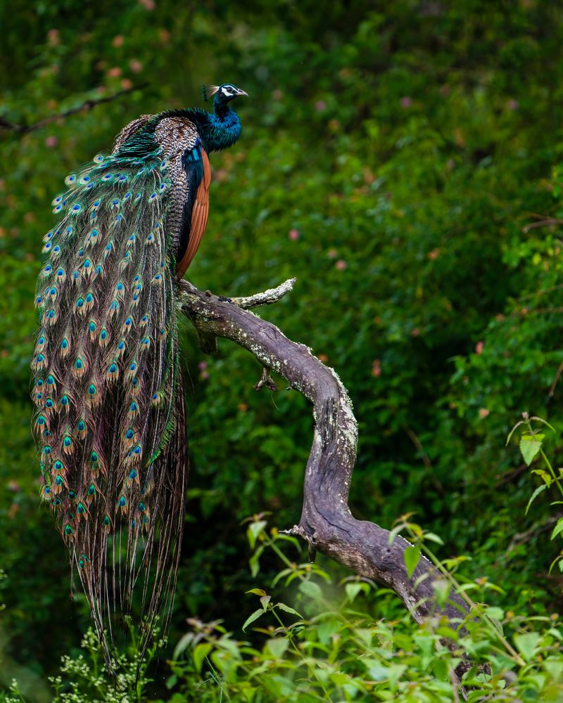 Photograph by Ayan Bhattacharya