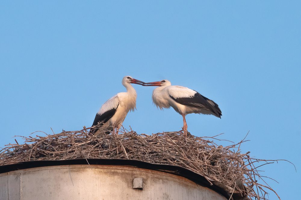 Аисты целуются ...