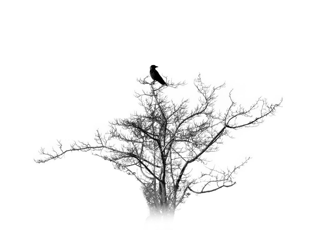 Photograph by hossein sharifbaigi