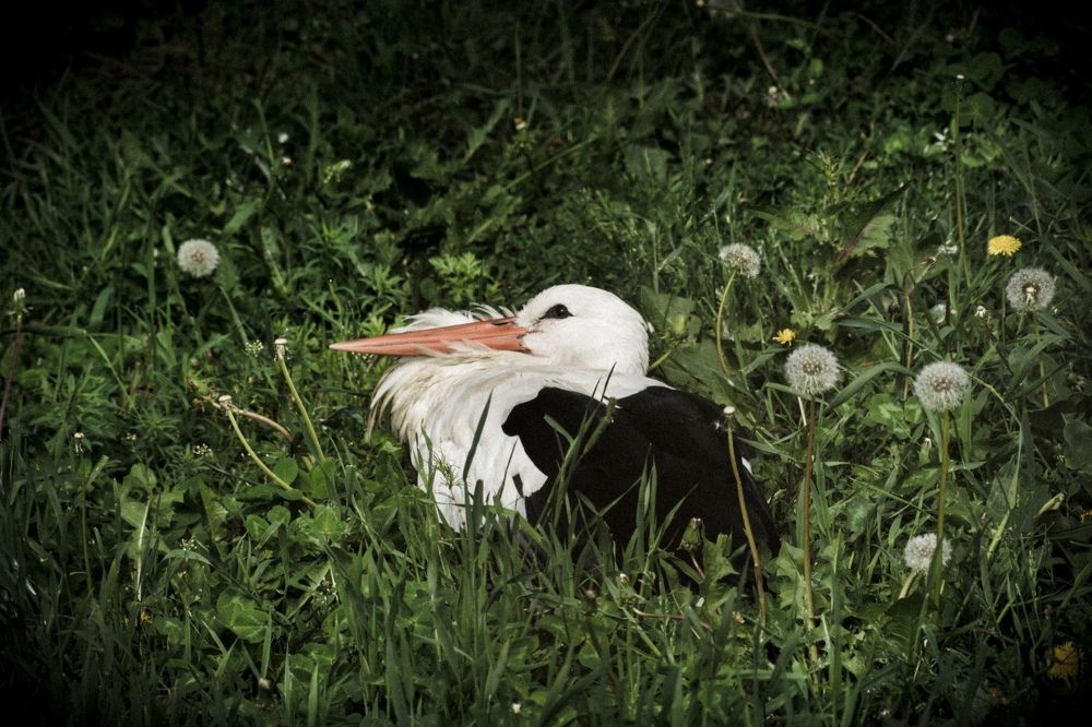 Photograph by Анастасия Тырыкина