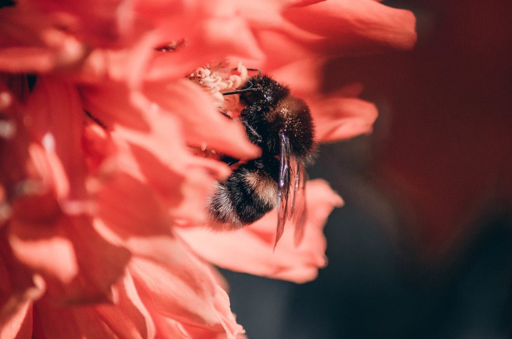 Photograph by Елена Гребнева