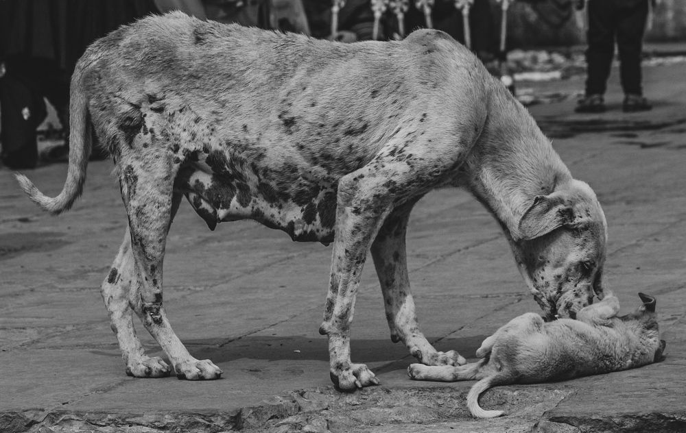 Photograph by Abhinav Yadav