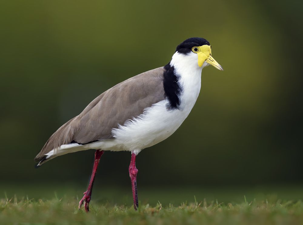 Photograph by johan koch