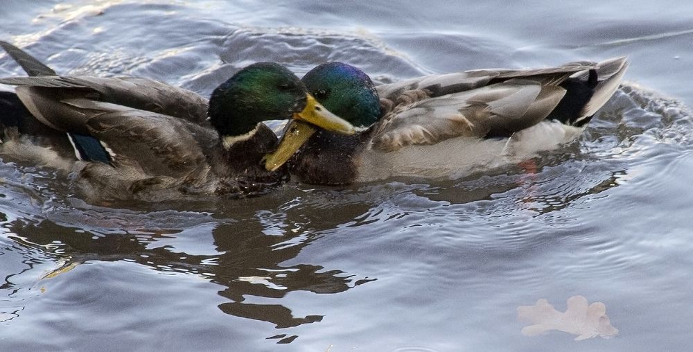 Photograph by Алексей Патлах