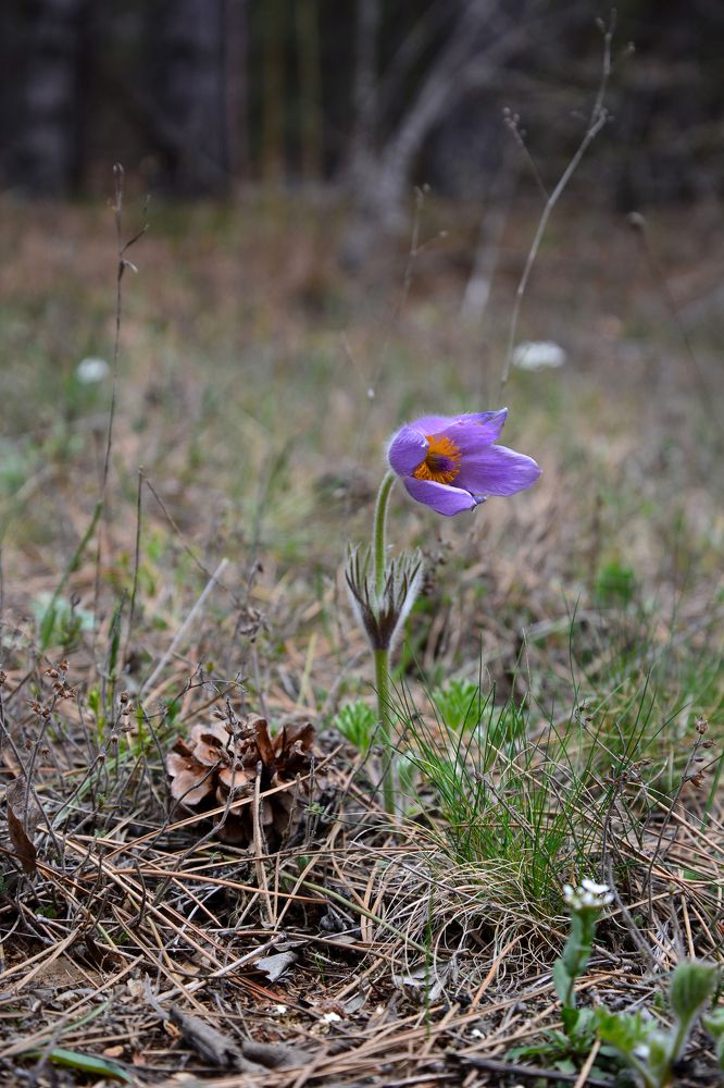 Photograph by Анатолий Орлов