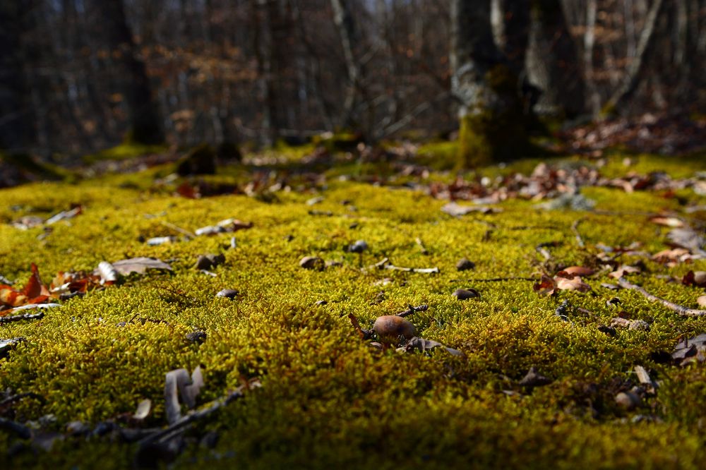 Photograph by Анатолий Орлов