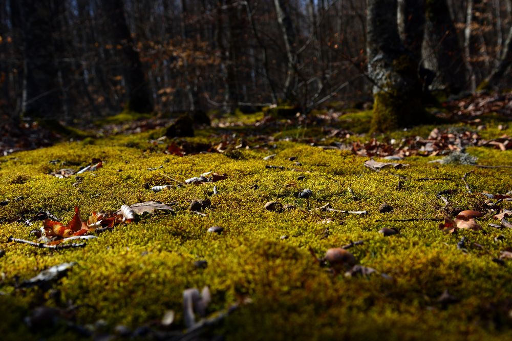 Photograph by Анатолий Орлов