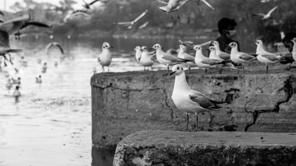 Фотография автора savitri Rawat