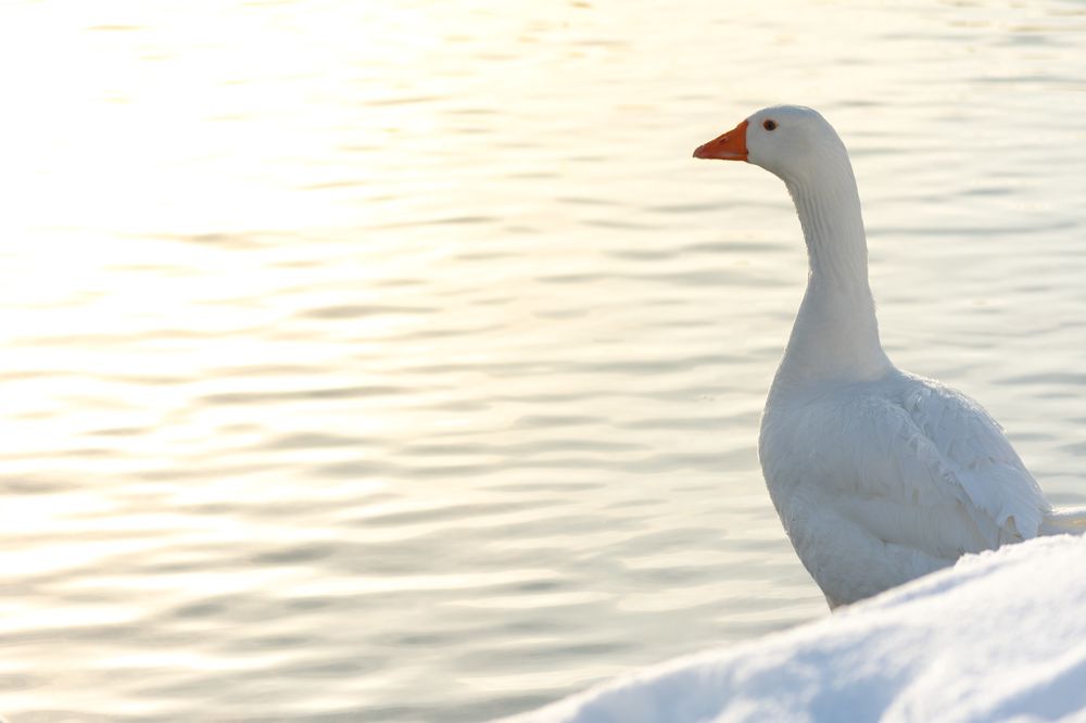 Photograph by Олег Бережных