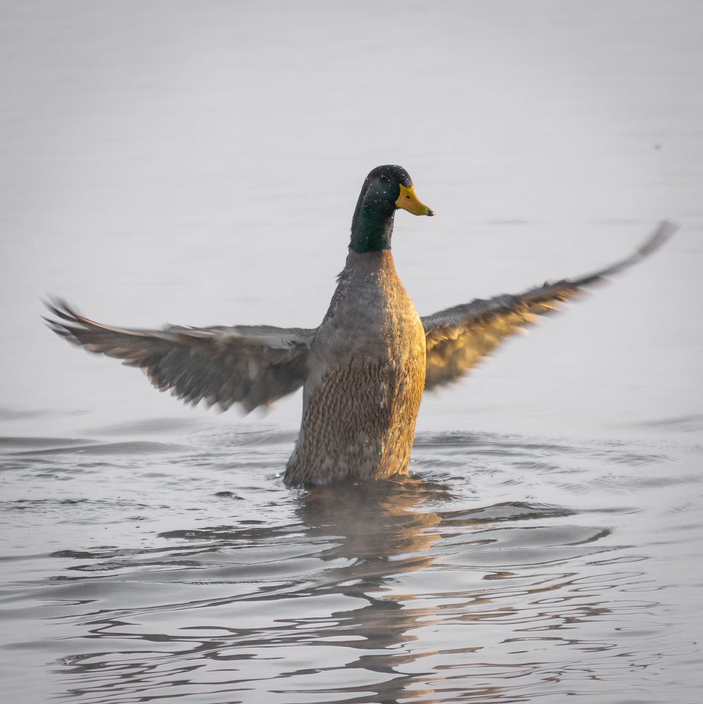 Photograph by Олег Бережных