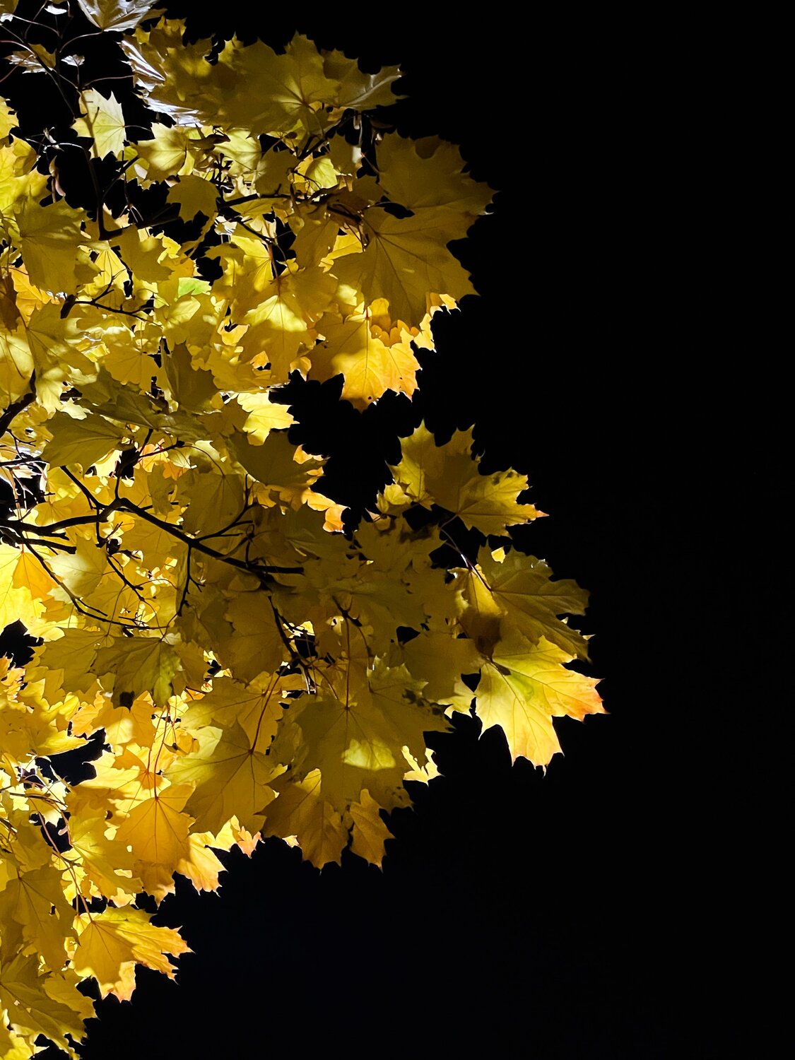 Photo #7474875
