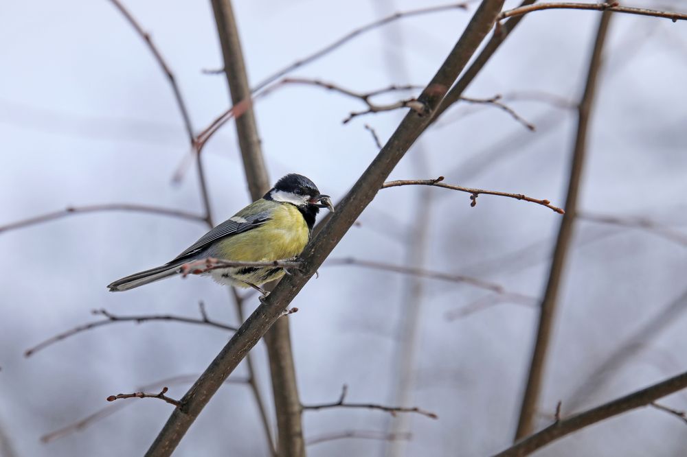 Photograph by Михаил Кинеев