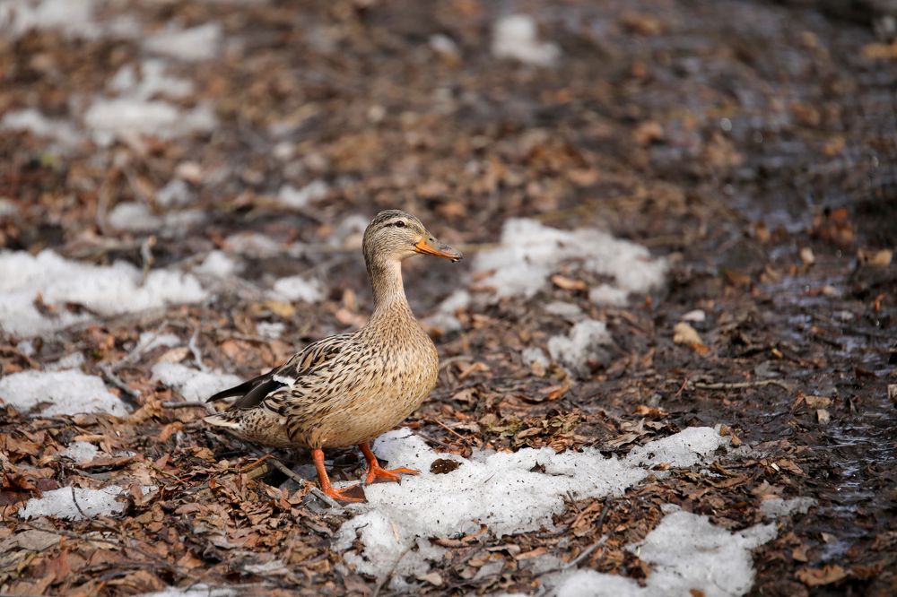 Photograph by Михаил Кинеев