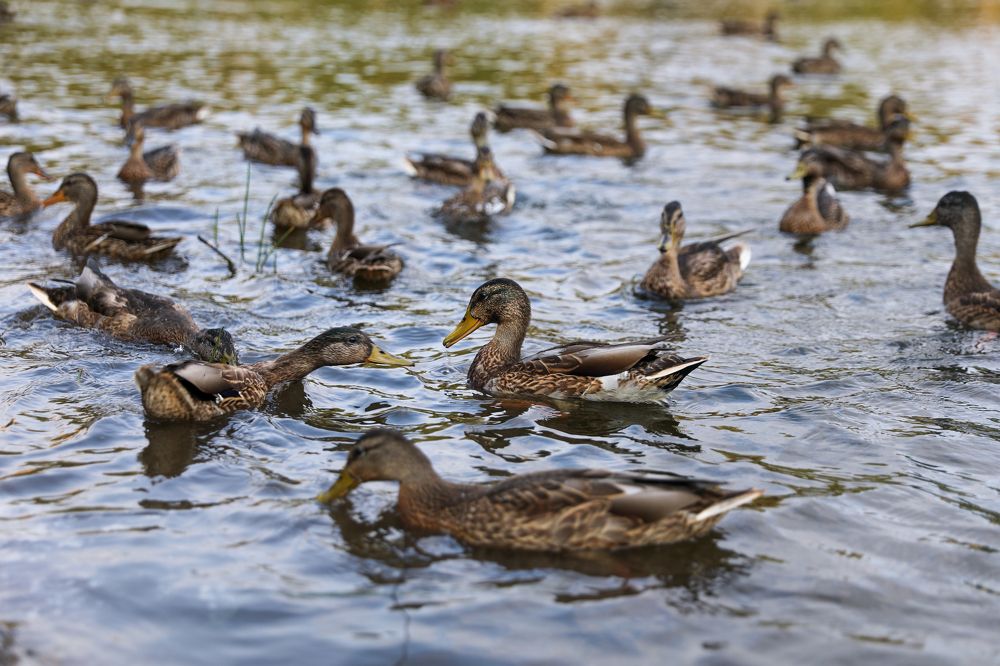 Photograph by Михаил Кинеев