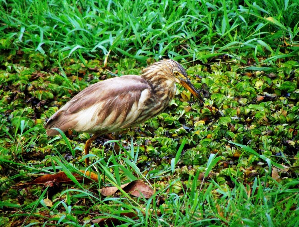 Photograph by Ruchika Kalangutkar