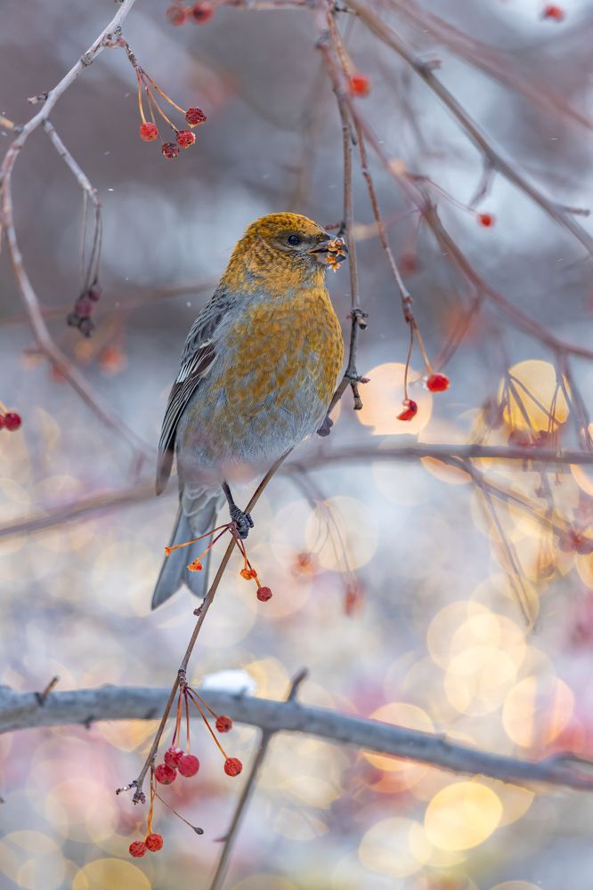 Фотография автора Andrey Pristyazhnyuk