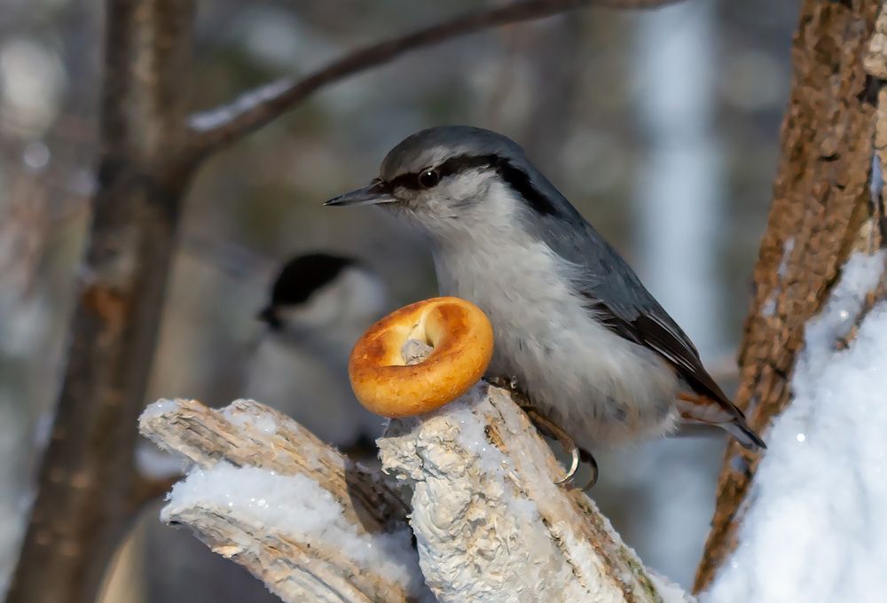 Фотография автора Andrey Pristyazhnyuk