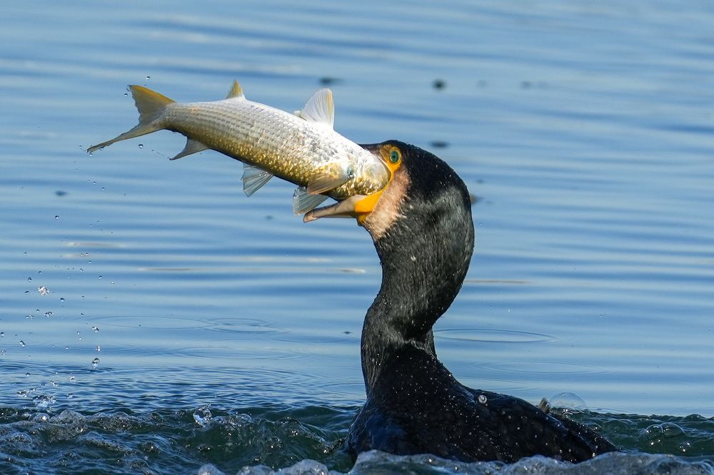 Фотография автора Jian Ma