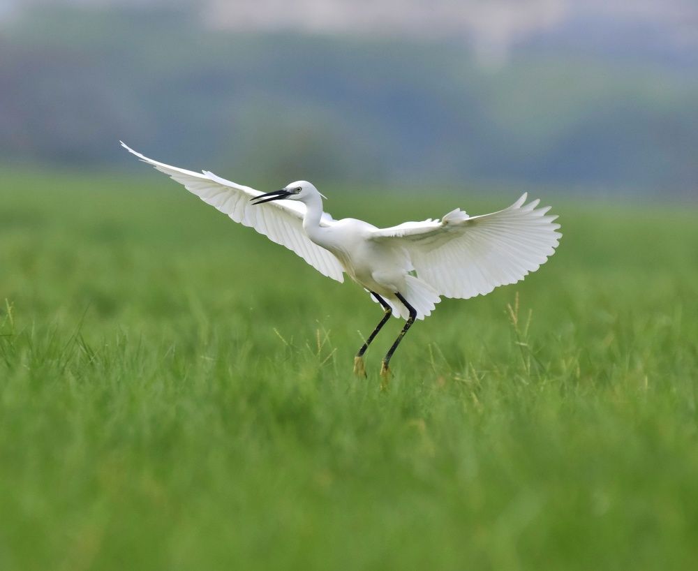 Photograph by Nishant Raj