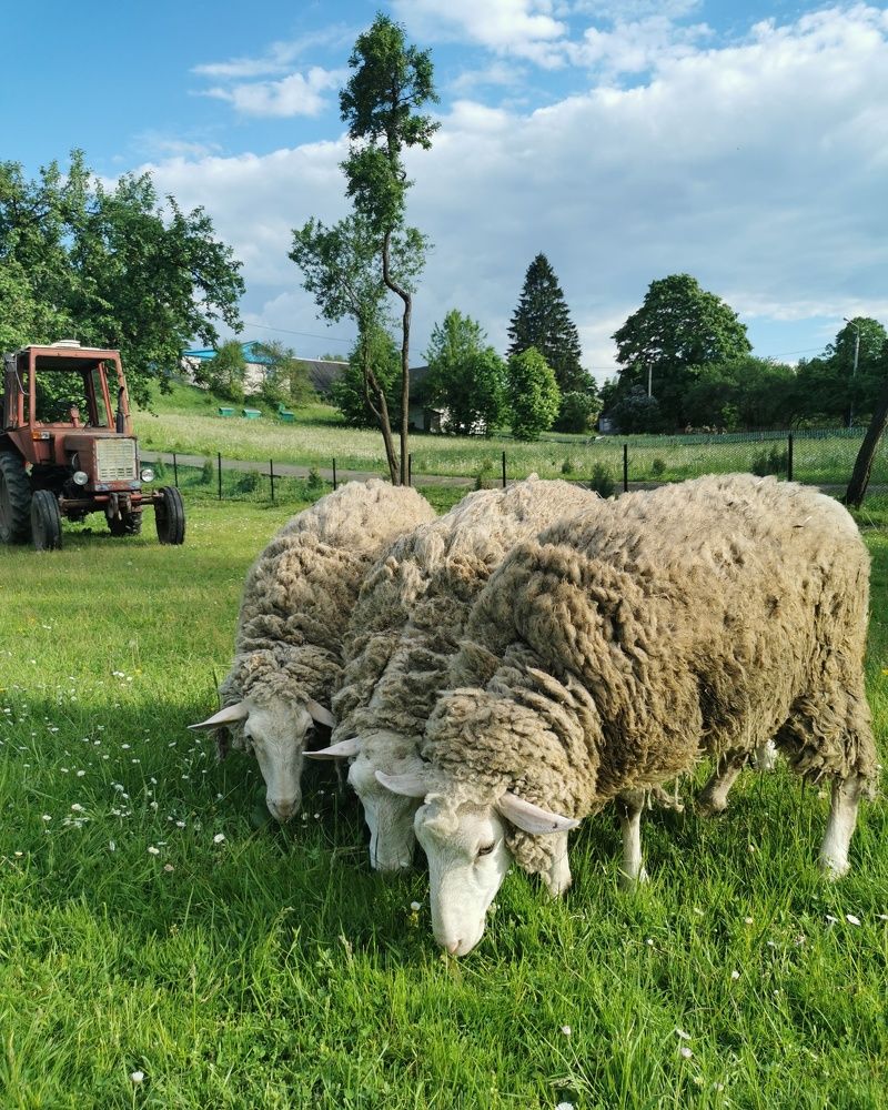 Photograph by Мария Бартош