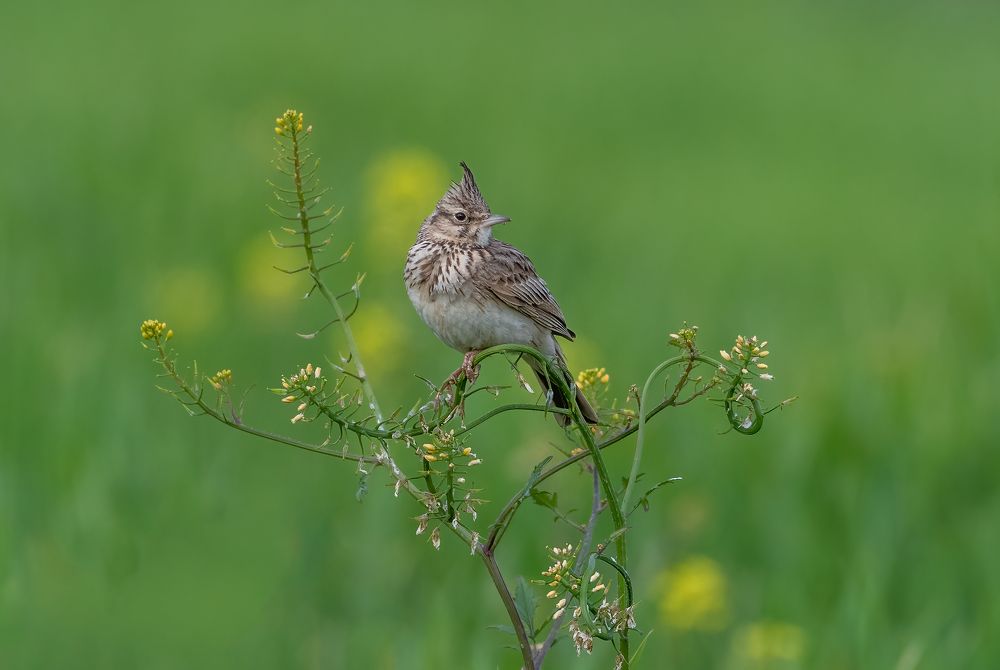 Photograph by Vahid Yavari