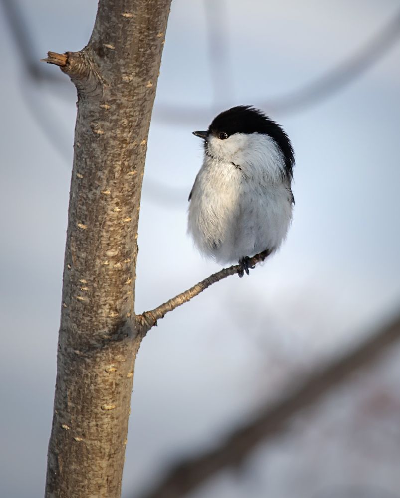 Фотография автора Andrey Pristyazhnyuk