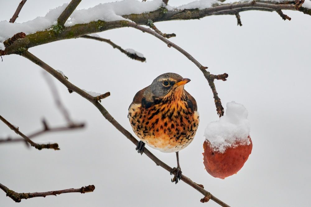 Photograph by Александр Шандов