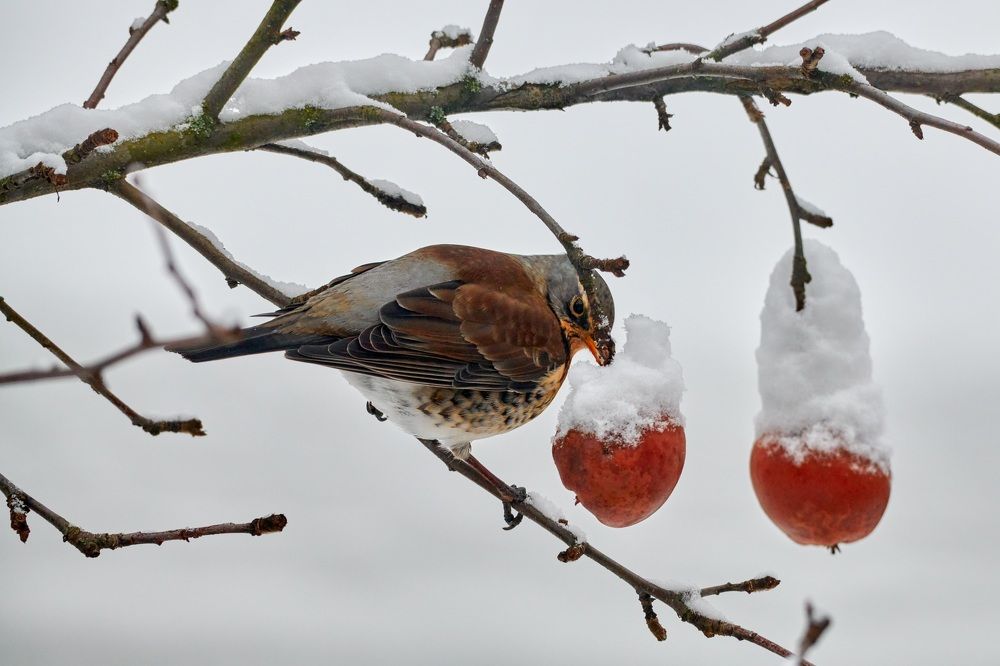 Photograph by Александр Шандов