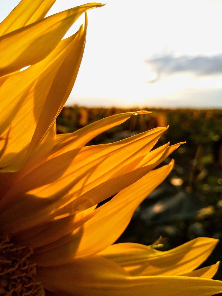 Photograph by Kate Hondochka